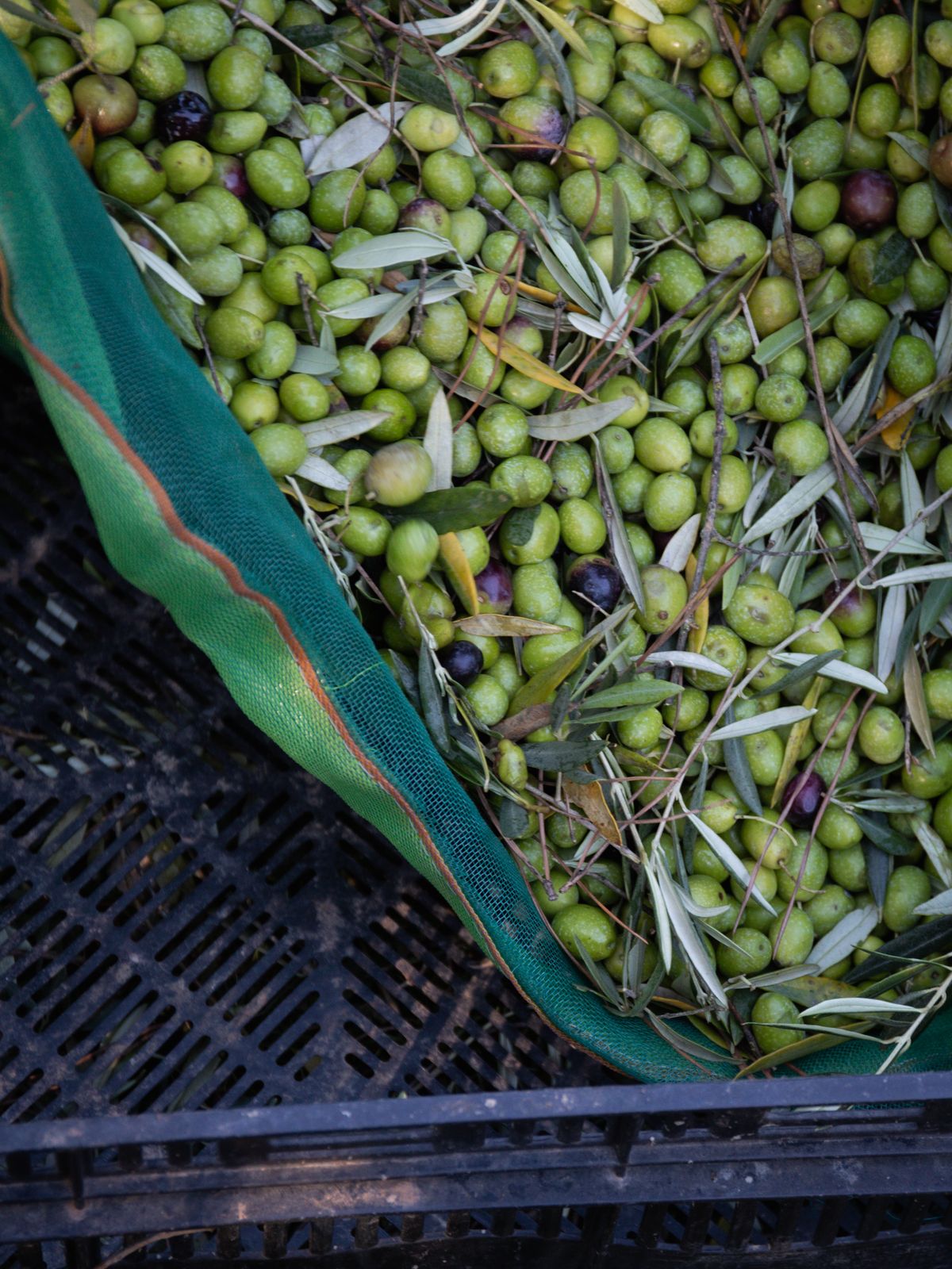 Olives fraîchement cueillies dans une cagette, sur le filet de récolte