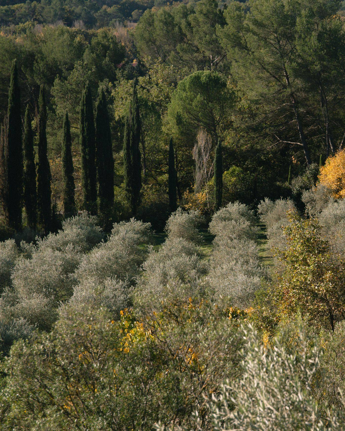 Oliviers, pins et cyprès sur les collines provençales