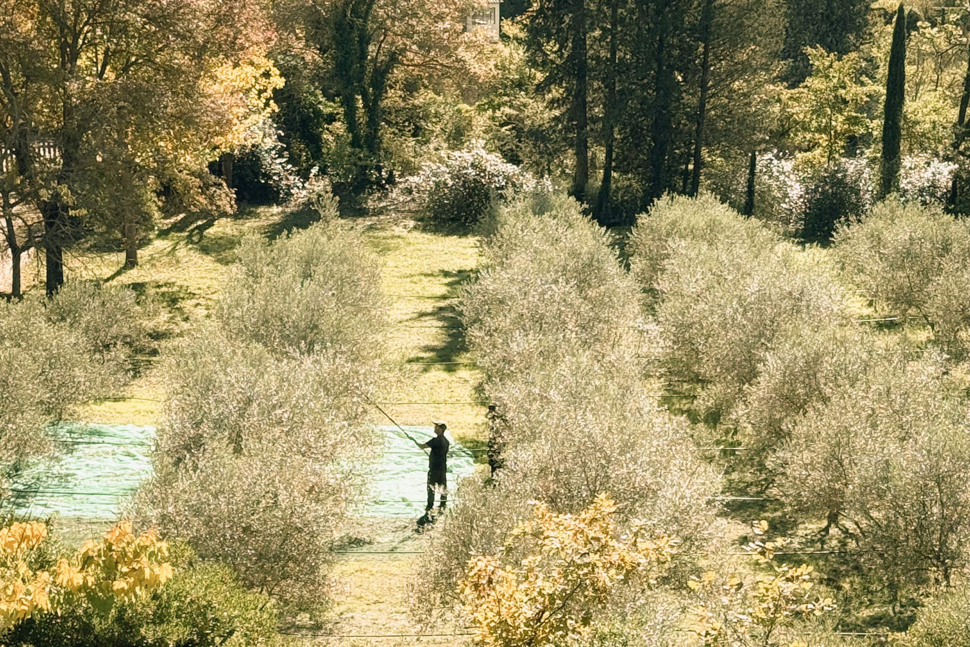 Rangs d'oliviers en Provence, récolte des olives sur filets