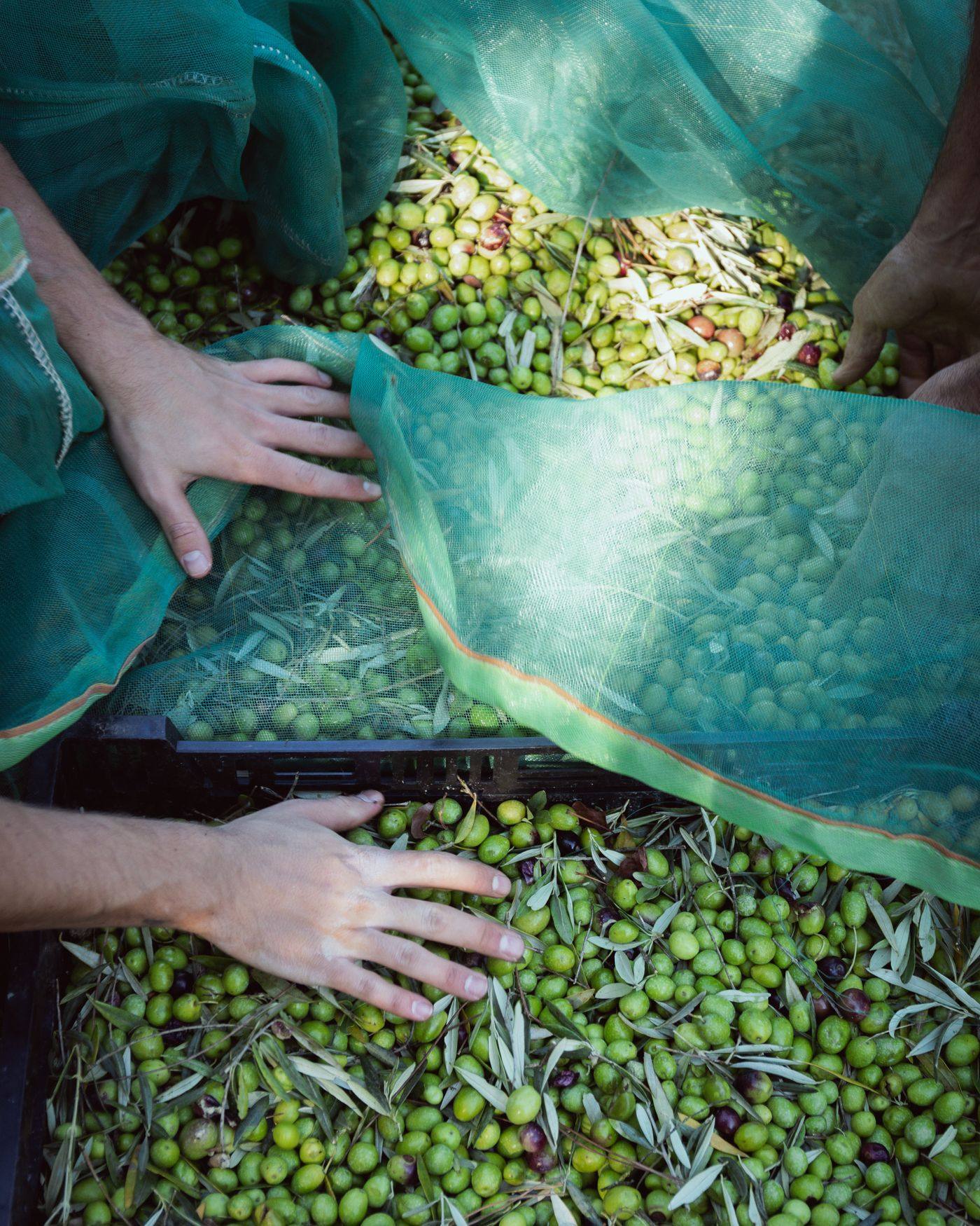 Mains dans les olives fraîchement cueillies, sur le filet de récolte